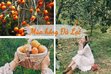 ĐÀ LẠT MÙA HỒNG CHÍN