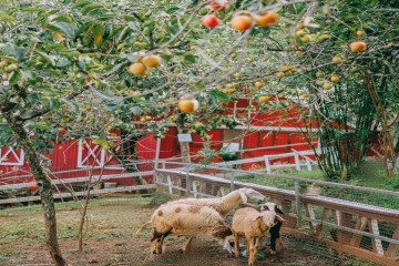 THÁNG 9 LÊN ĐÀ LẠT 