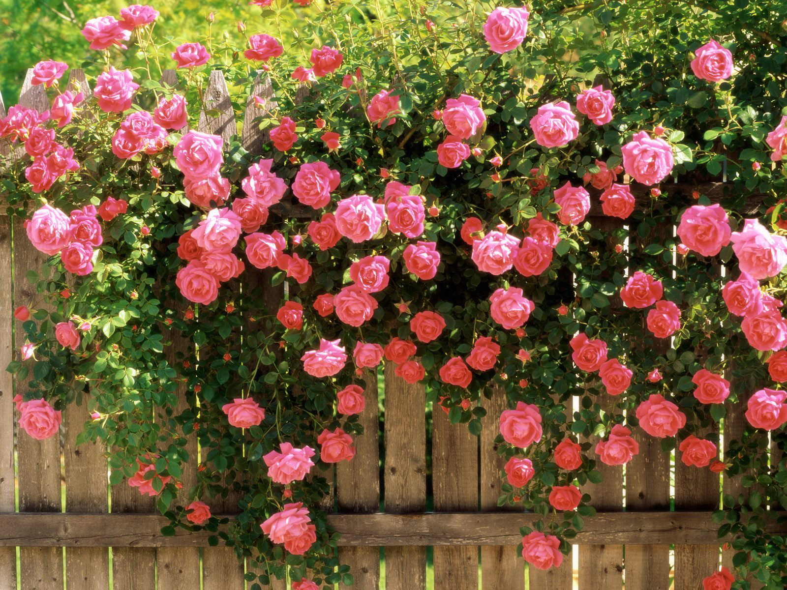 Hoa hồng Đà Lạt – Nét quyến rũ độc đáo riêng biệt